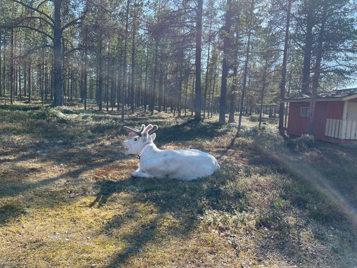Porotila Toini Sanila 호텔 Sevettijärvi 외부 사진